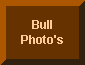 Go See Pictures of the Sale Bulls