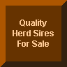 Get Your Next Herd Sire Here